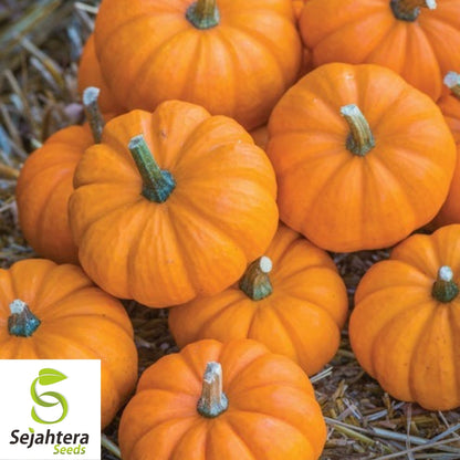 Jack Be Little Pumpkin Seeds 15+ | Miniature Tiny Pumpkins NON-GMO USA
