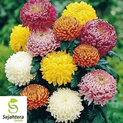 Powder Puff Aster Seeds - 250+ Rainbow Mix, Fresh, Chrysanthemum-Like Blooms