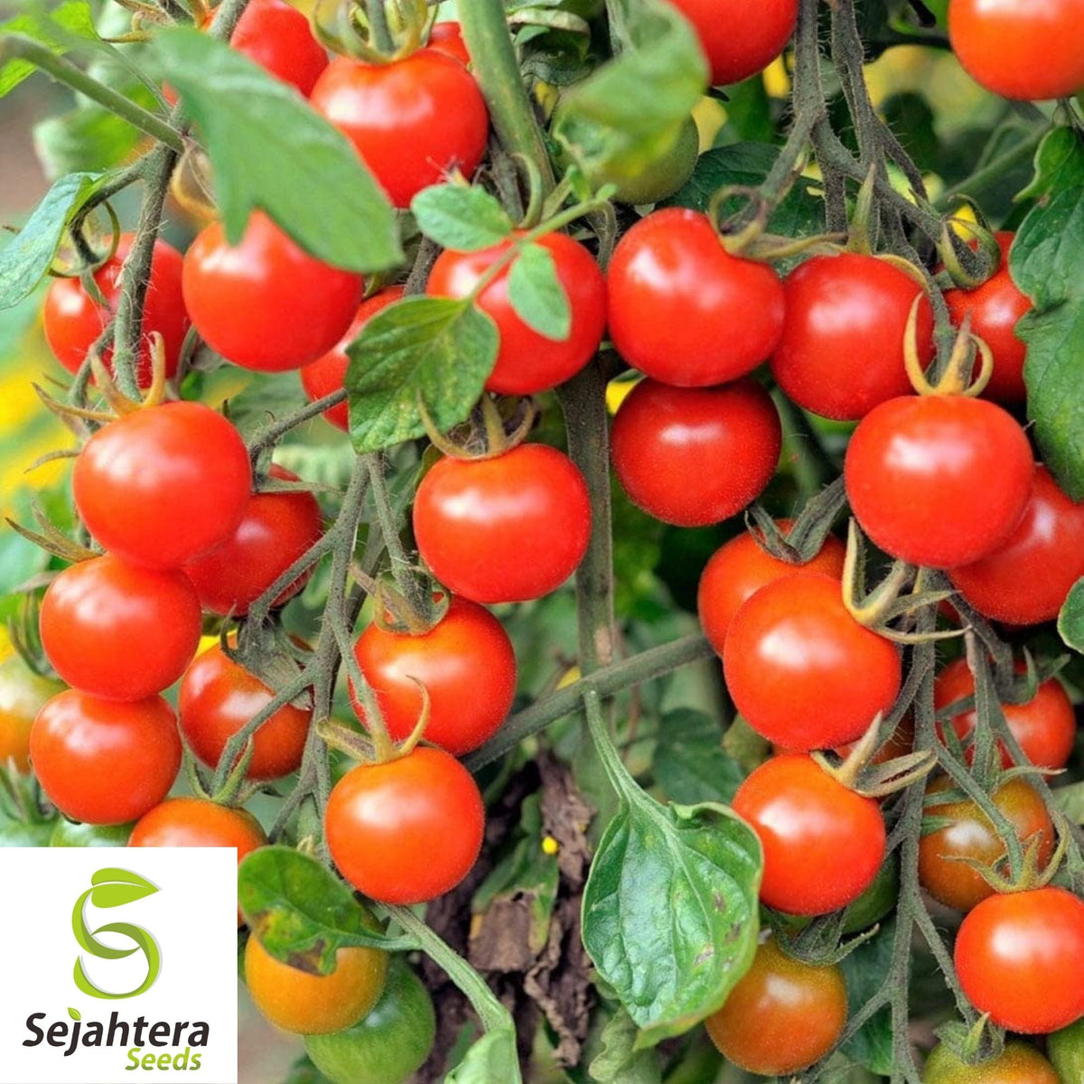 Large Red Cherry Tomato Seeds 100 Ct | Heirloom Vegetable NON-GMO USA