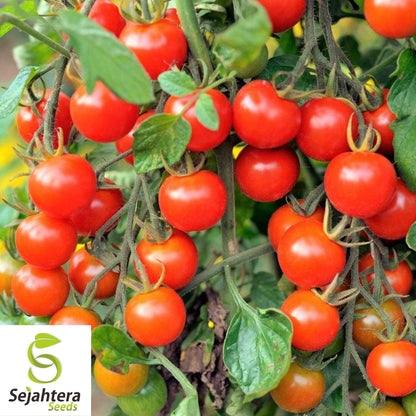Large Red Cherry Tomato Seeds 100 Ct | Heirloom Vegetable NON-GMO USA