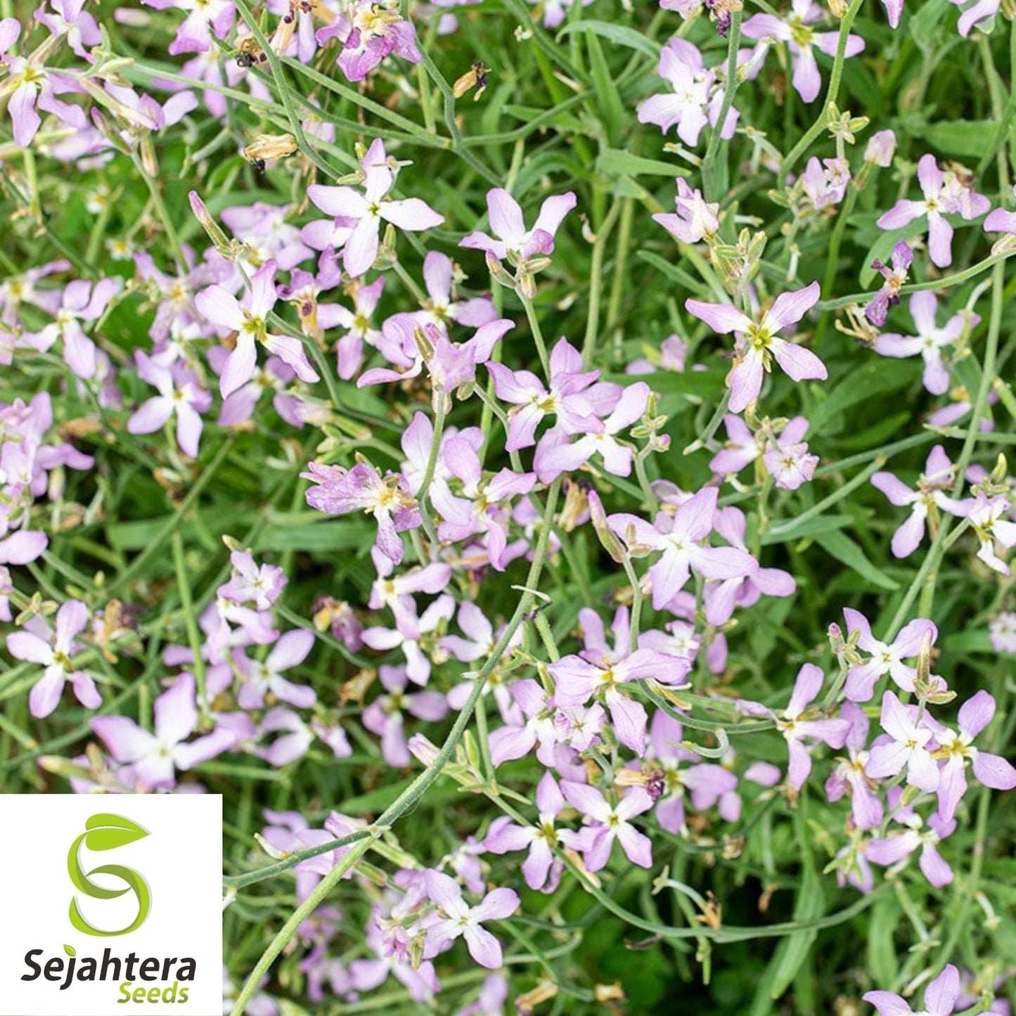 Evening Scented Stock Seeds 1000+ | Matthiola longipetala Fragrant Flower