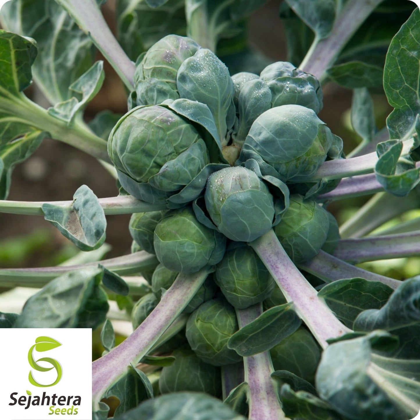 Brussel Sprouts Long Island Seeds 500+ | Heirloom Vegetable NON-GMO USA