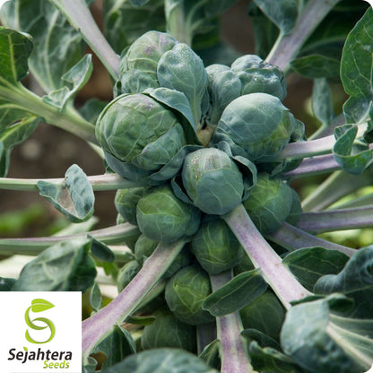 Brussel Sprouts Long Island Seeds 500+ | Heirloom Vegetable NON-GMO USA
