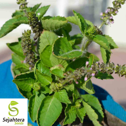 200+ Holy Basil Seeds - Ocimum Sanctum, Medicinal Herb, Non-GMO