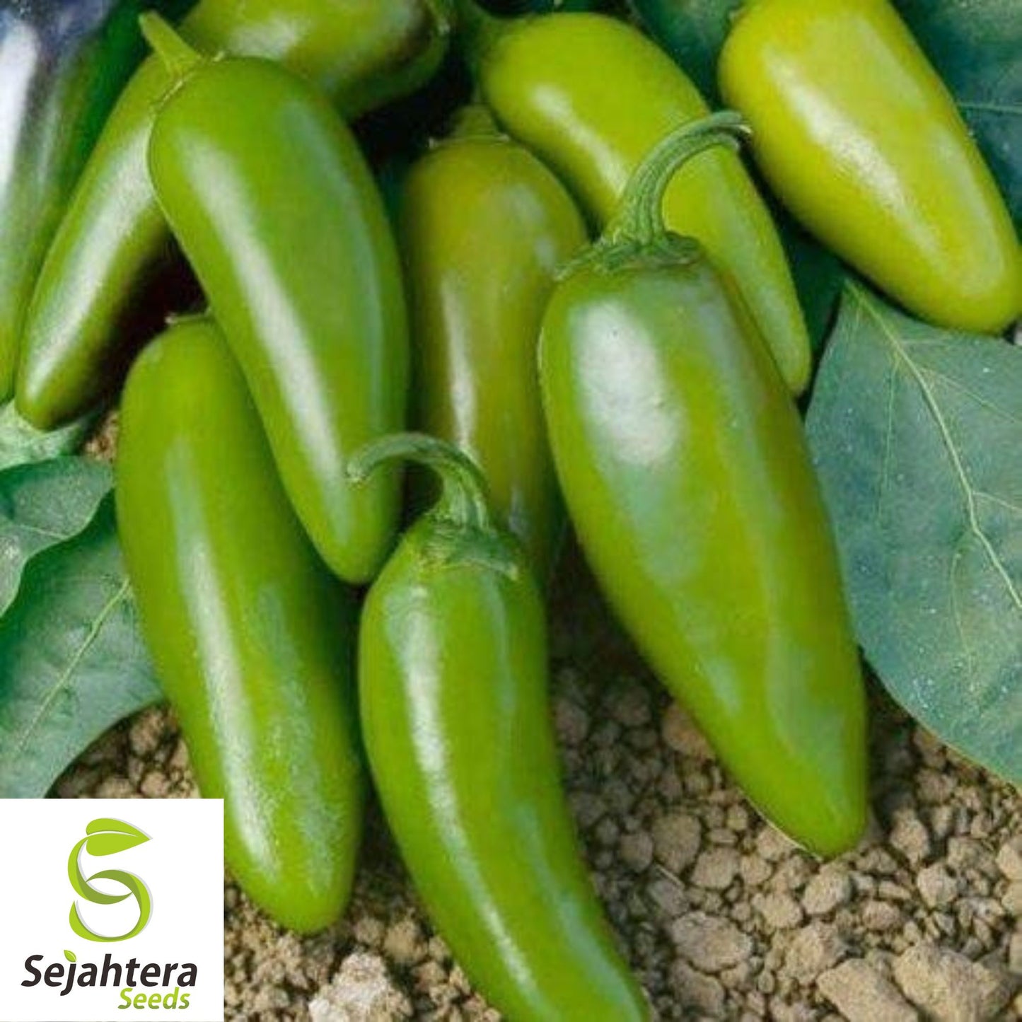 25 Jalapeno M Pepper Seeds - Non-GMO, Medium Heat & Versatile Variety