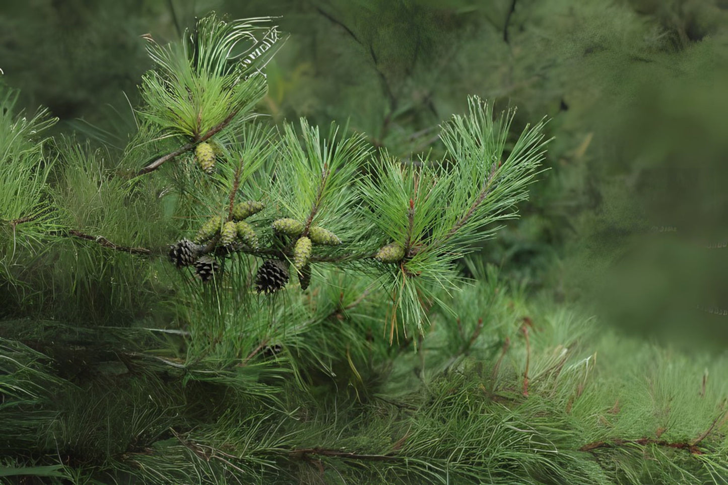 Lodgepole Pine Rocky Mountain Lodgepole Pine (Pinus contorta var. latifolia)