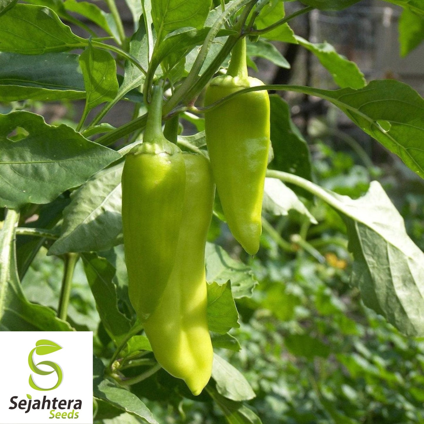 25 Greek Pepperoncini Sweet Pepper Seeds - Non-GMO, Mild & Flavorful Variety