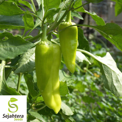 25 Greek Pepperoncini Sweet Pepper Seeds - Non-GMO, Mild & Flavorful Variety