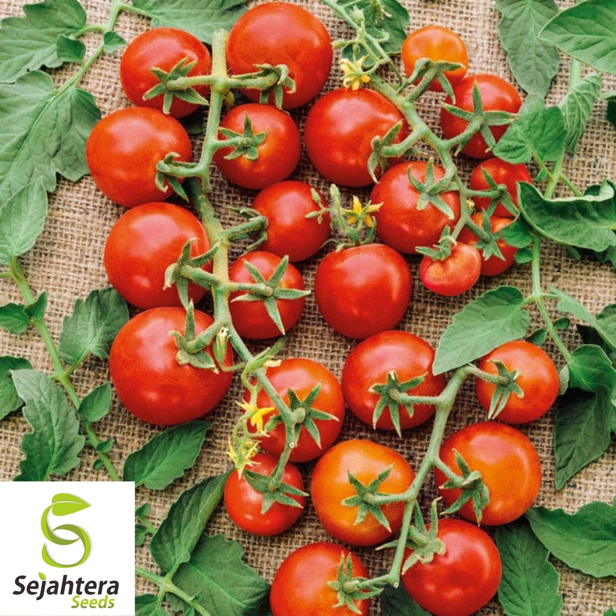 Large Red Cherry Tomato Seeds 100 Ct | Heirloom Vegetable NON-GMO USA