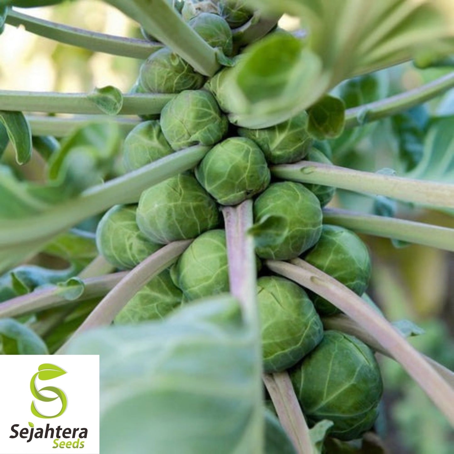 Brussel Sprouts Long Island Seeds 500+ | Heirloom Vegetable NON-GMO USA