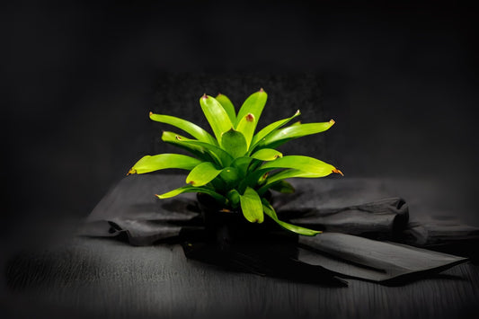 Bromeliad Plant 6" Pot Vriesea Supernatural (Scientific Name Unknown) - Tropical Indoor Houseplant for Home Decor