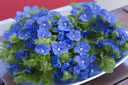 Large Live Blue My Mind Dwarf Morning Glory Plant, Evolvulus Hybrid, Vibrant Blue Flowers, 6in Pot, Ornamental Ground Cover