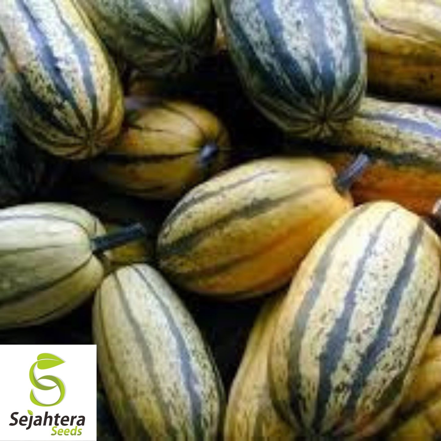 Delicata Squash Seeds 20 Ct | Sweet Potato Winter Vegetable Garden USA