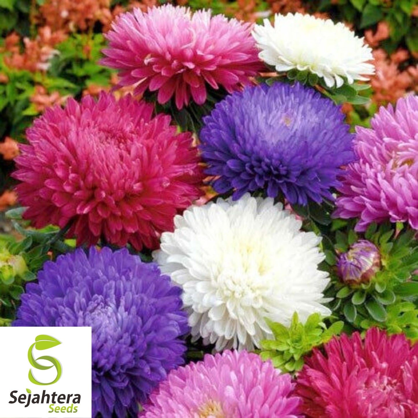 Powder Puff Aster Seeds - 250+ Rainbow Mix, Fresh, Chrysanthemum-Like Blooms