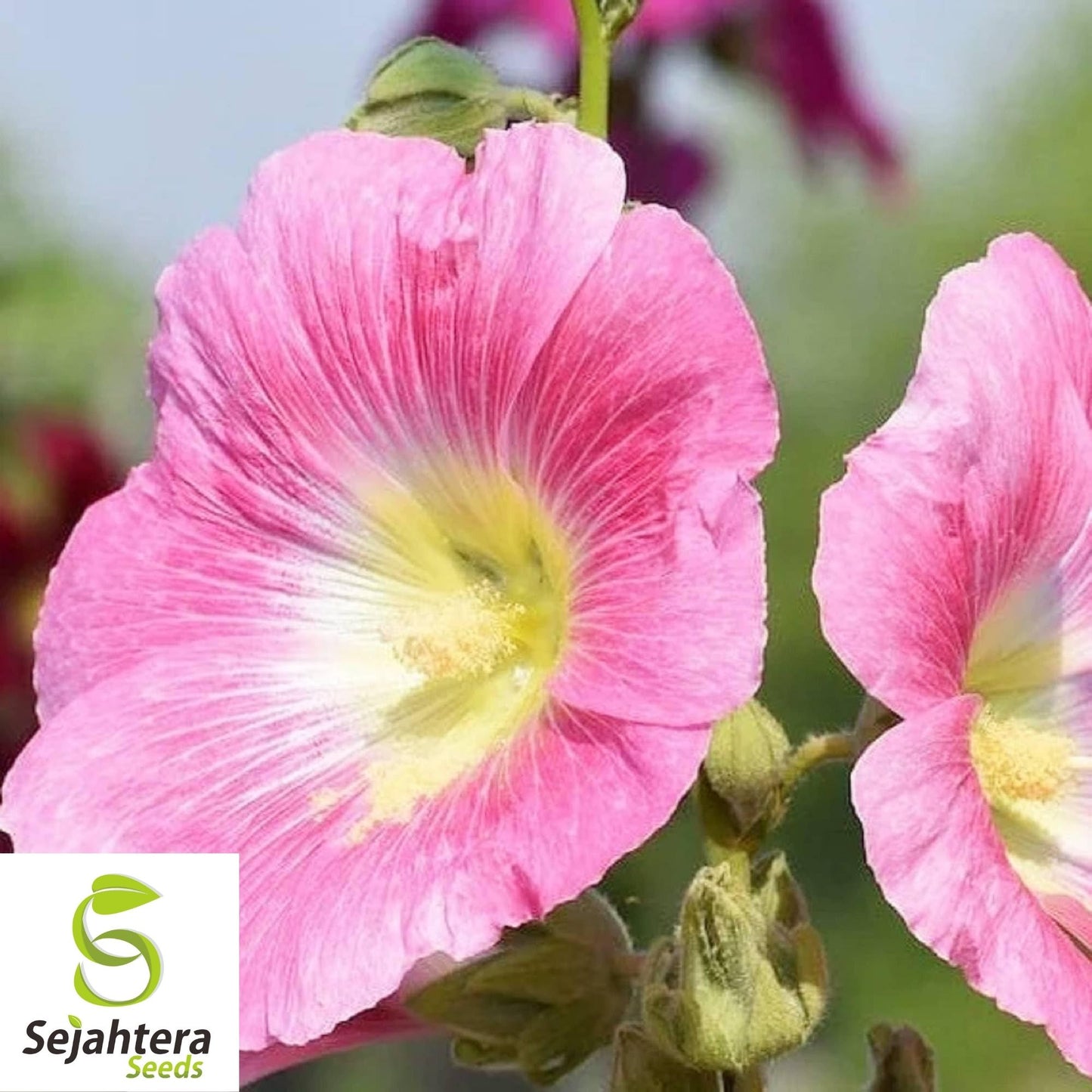 Hollyhock Flower Seeds 35+ | Alcea rosea Perennial Heirloom Garden USA