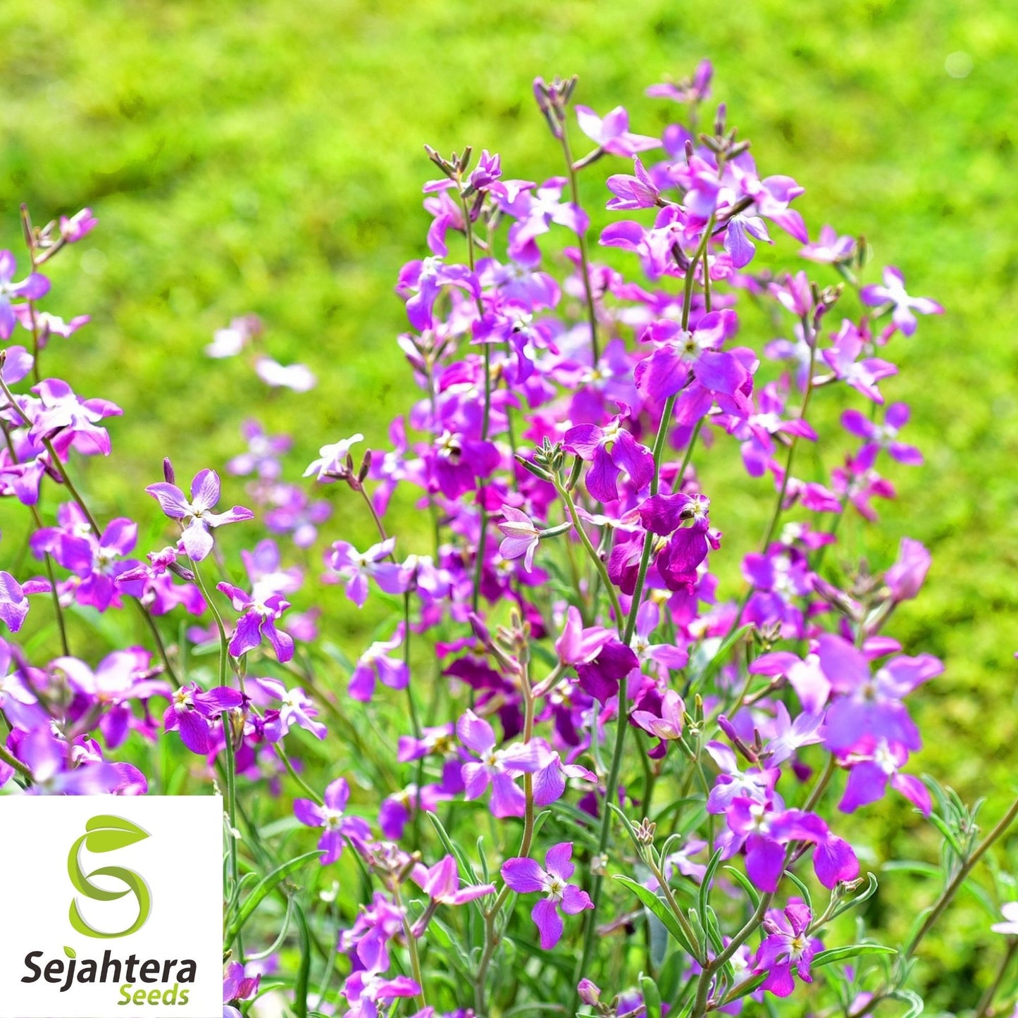 Evening Scented Stock Seeds 1000+ | Matthiola longipetala Fragrant Flower