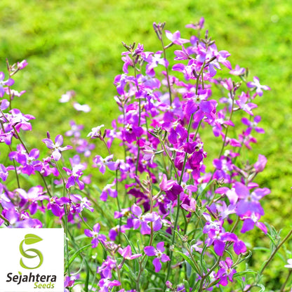 Evening Scented Stock Seeds 1000+ | Matthiola longipetala Fragrant Flower