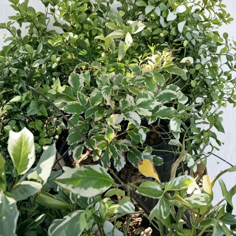 Duranta repens ‘Variegated’ – Duranta erecta Live Plant | 1 Foot Tall | Includes 6 Inch Nursery Pot  Golden Variegated Foliage | Evergreen Shrub | Bright Landscape Accent