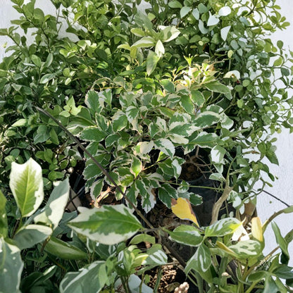 Duranta repens ‘Variegated’ – Duranta erecta Live Plant | 1 Foot Tall | Includes 6 Inch Nursery Pot  Golden Variegated Foliage | Evergreen Shrub | Bright Landscape Accent