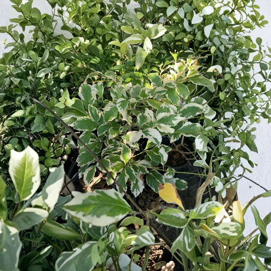 Duranta repens ‘Variegated’ – Duranta erecta Live Plant | 1 Foot Tall | Includes 6 Inch Nursery Pot  Golden Variegated Foliage | Evergreen Shrub | Bright Landscape Accent