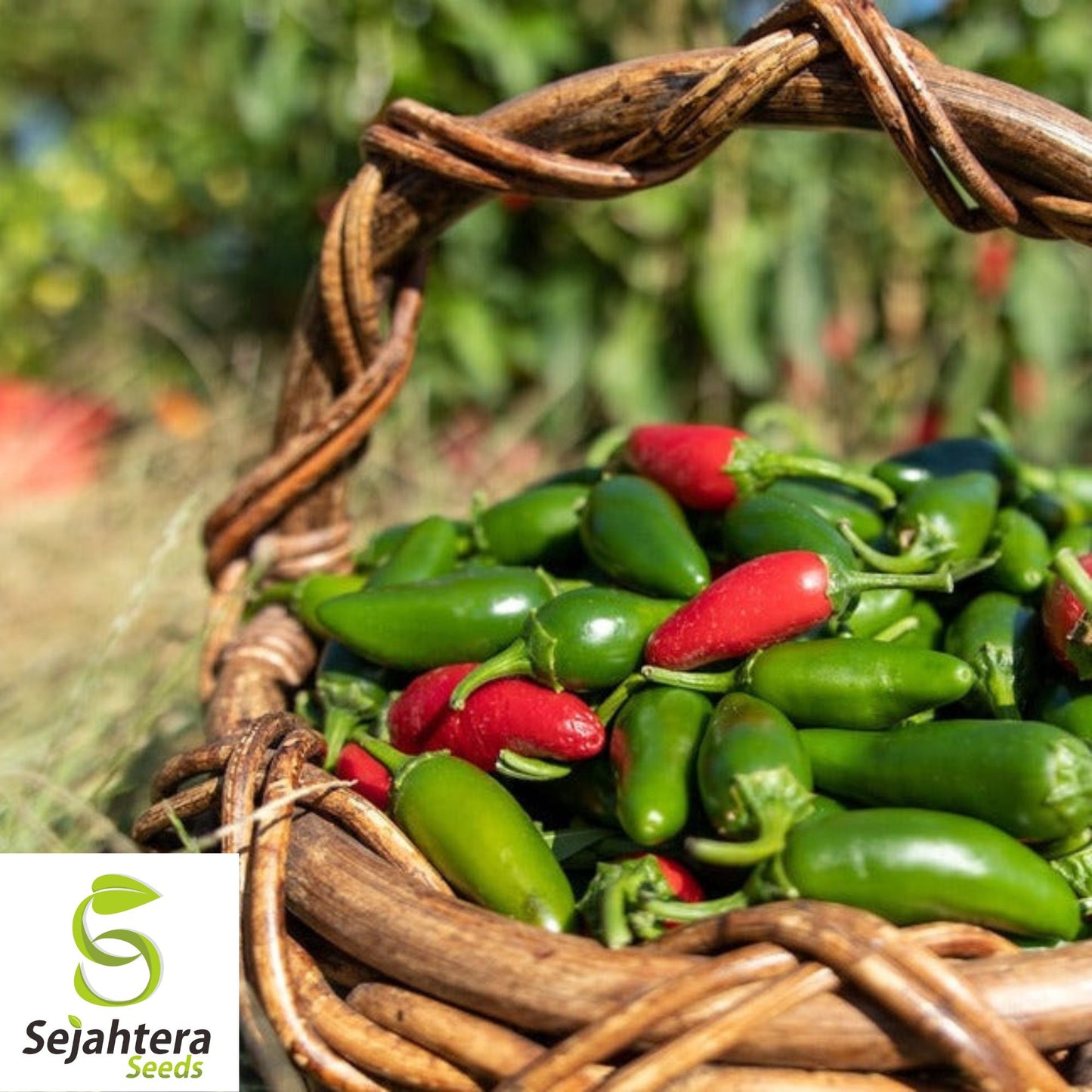 25 Jalapeno M Pepper Seeds - Non-GMO, Medium Heat & Versatile Variety