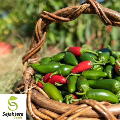 25 Jalapeno M Pepper Seeds - Non-GMO, Medium Heat & Versatile Variety