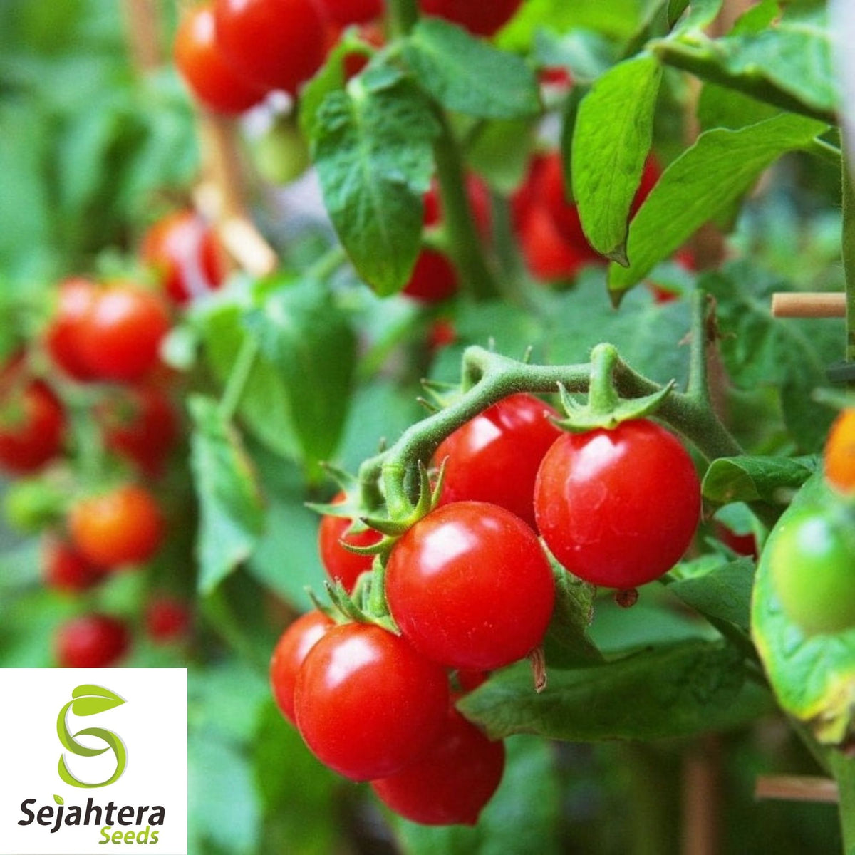 Large Red Cherry Tomato Seeds 100 Ct | Heirloom Vegetable NON-GMO USA