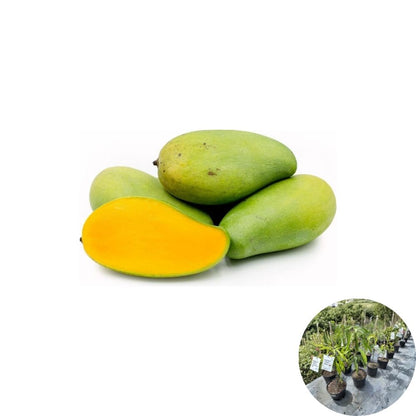 Pram Kai Mea Mango Tree – Mangifera indica Grafted Live Tree | 3–4 Ft Tall | 3-Gallon Pot  Thai Green-Eating Variety | Sweet & Crunchy | Prolific Producer