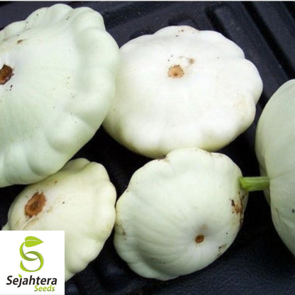 Squash Seeds 25+ | Early White Bush Scallop Patty Pan Summer NON-GMO USA