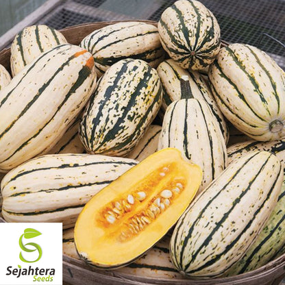 Delicata Squash Seeds 20 Ct | Sweet Potato Winter Vegetable Garden USA