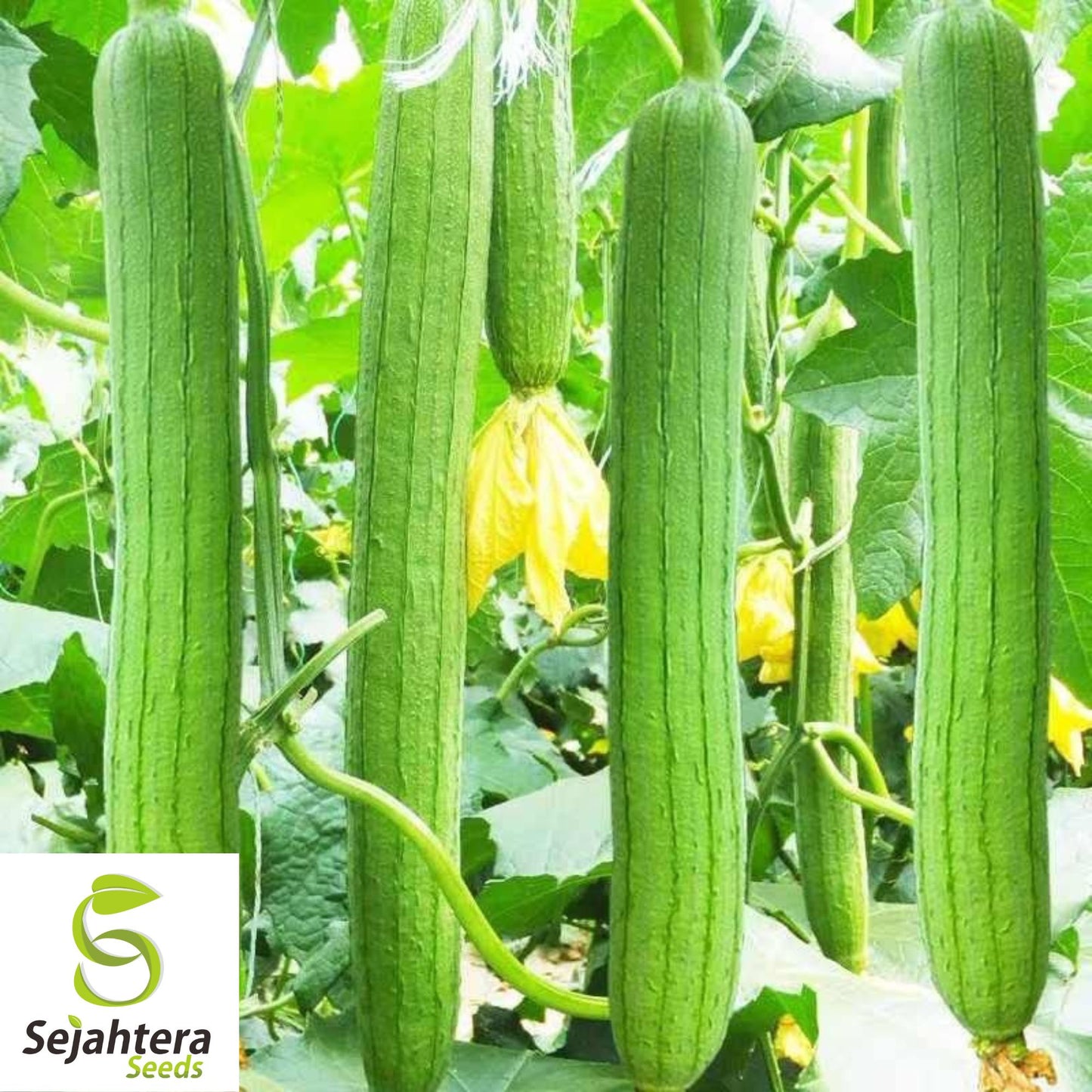 10 Luffa Gourd Seeds - Heirloom, Non-GMO, Grow Natural Sponges & Vegetables