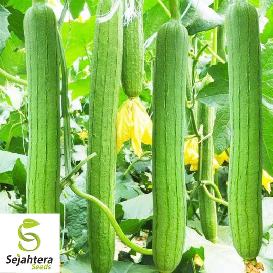 10 Luffa Gourd Seeds - Heirloom, Non-GMO, Grow Natural Sponges & Vegetables