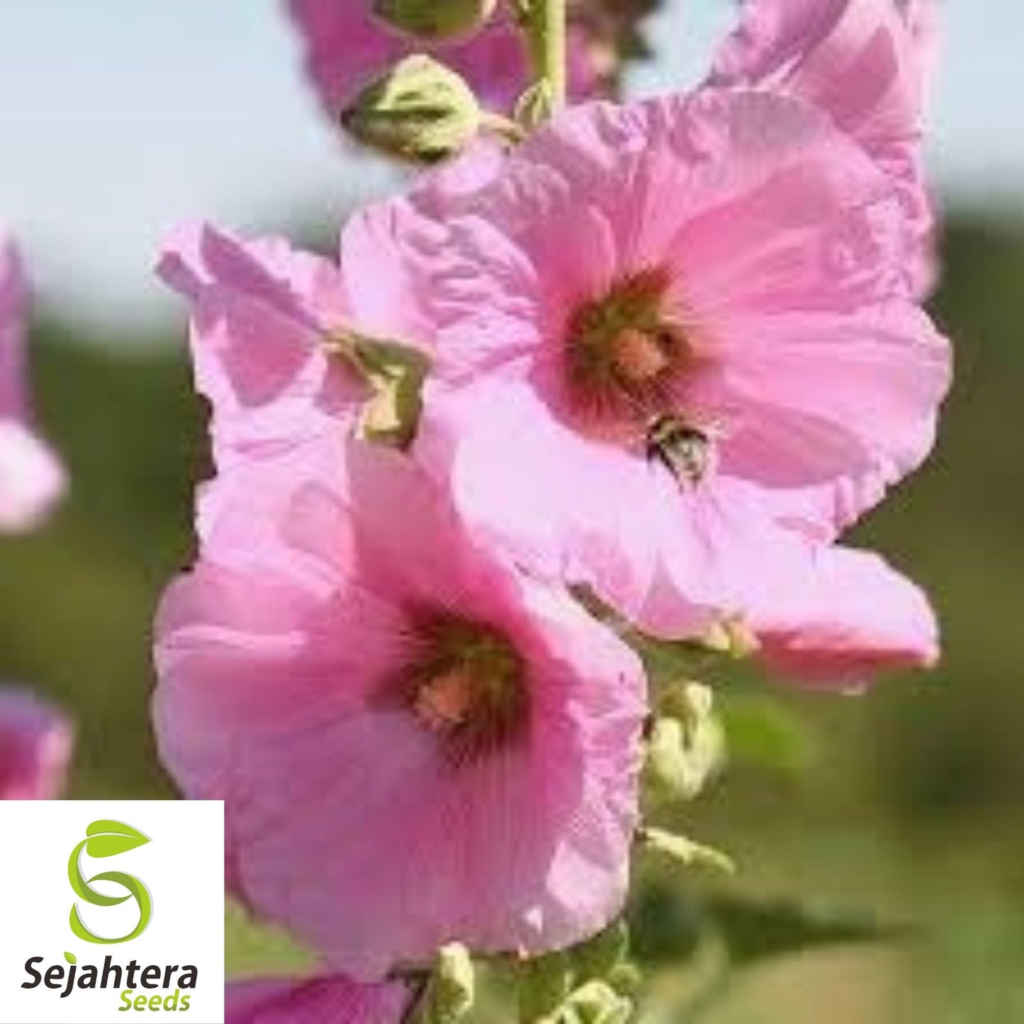 Hollyhock Flower Seeds 35+ | Alcea rosea Perennial Heirloom Garden USA