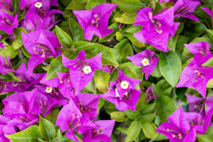 Purple Majesty Bougainvillea | Small Well-Rooted Starter Plant