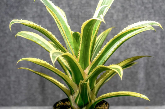 Hohenbergia Edmundoi (Albo) Plant – Rare Tropical Bromeliad – Unique Houseplant for Collectors – Perfect for Indoor Gardens