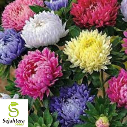 Powder Puff Aster Seeds - 250+ Rainbow Mix, Fresh, Chrysanthemum-Like Blooms