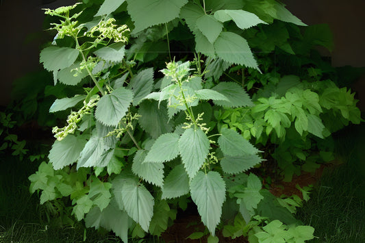 Common Nettle Stinging Nettle (Urtica dioica)