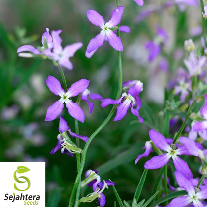 Evening Scented Stock Seeds 1000+ | Matthiola longipetala Fragrant Flower