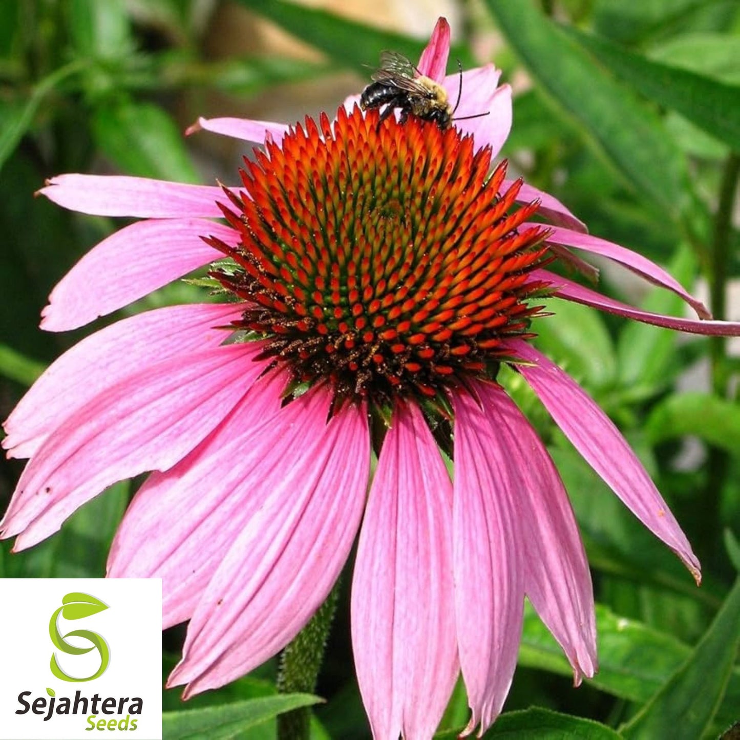Purple Coneflower Seeds - 200+ Echinacea Heirloom - Perennial Wildflower