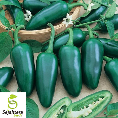 25 Jalapeno M Pepper Seeds - Non-GMO, Medium Heat & Versatile Variety