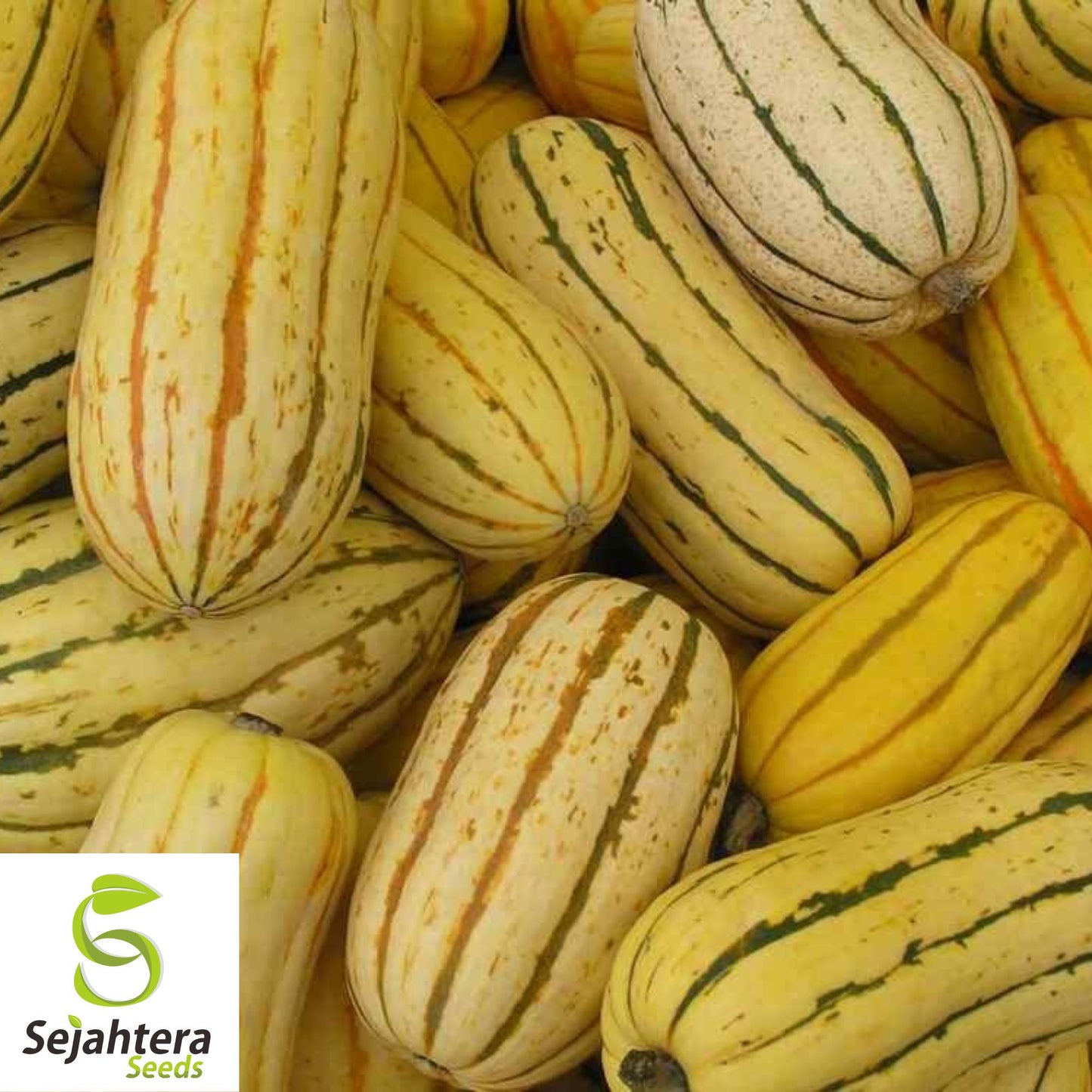 Delicata Squash Seeds 20 Ct | Sweet Potato Winter Vegetable Garden USA