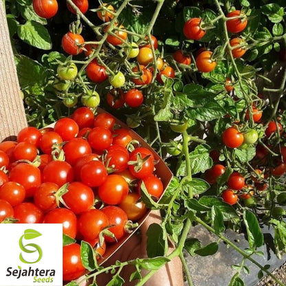 Large Red Cherry Tomato Seeds 100 Ct | Heirloom Vegetable NON-GMO USA
