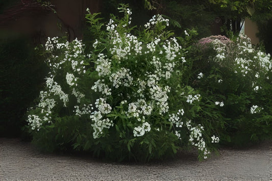 Snow Cloth Alyssum (Lobularia maritima 'Snow Cloth')