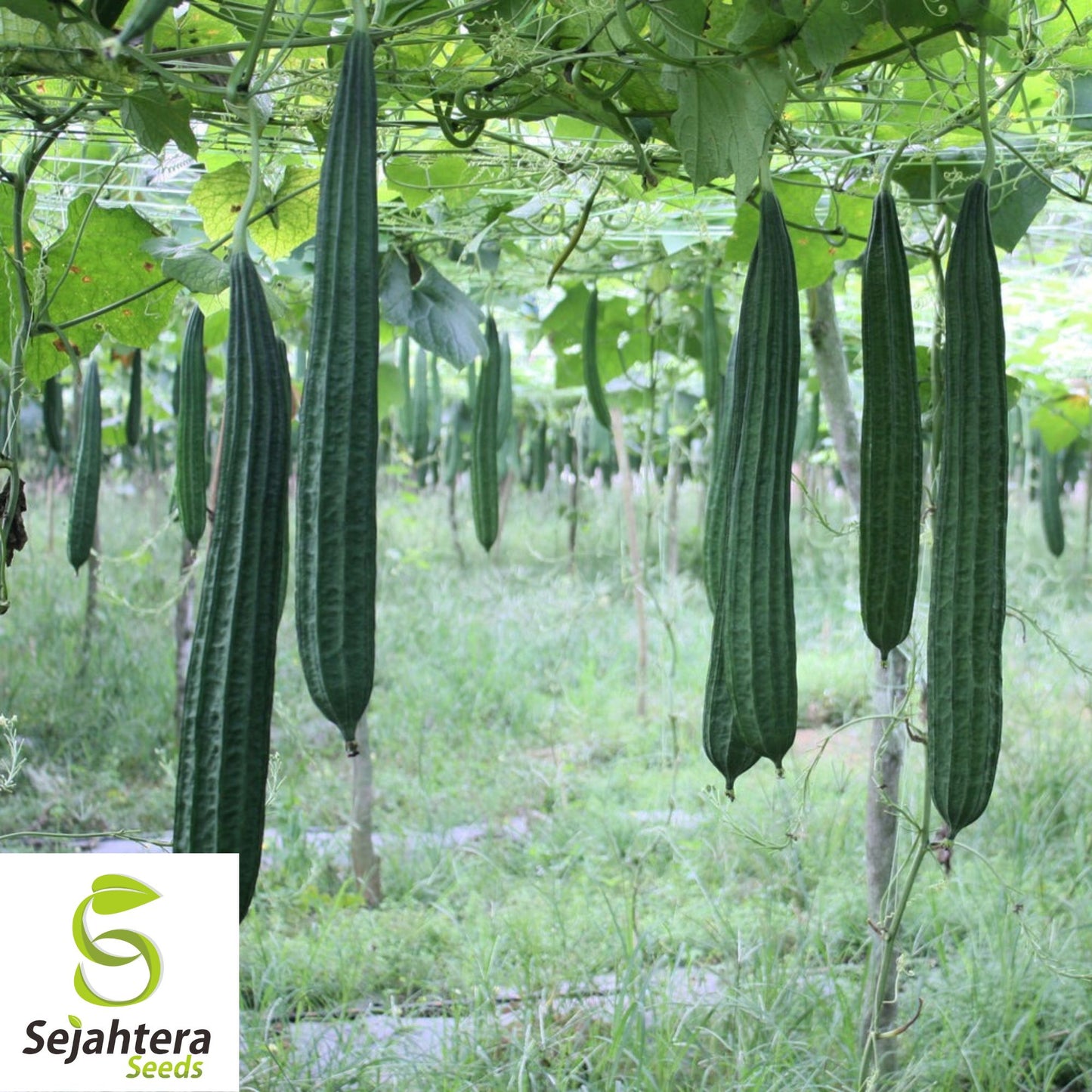 10 Luffa Gourd Seeds - Heirloom, Non-GMO, Grow Natural Sponges & Vegetables