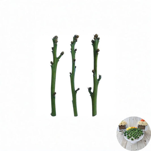 CadwayCado™ Avocado Budwood – B Type Scion Wood for Grafting | Limited Release | Hass Budwood Included  New Avocado Variety | For Skilled Grafters Only | Collector Release