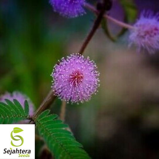 50+ Mimosa Pudica Seeds - Shy Plant, Sensitive Plant, Medicinal Herb, Non-GMO