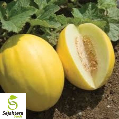 25+ Yellow Fruit Cucumis Melo Seeds - Heirloom, Non-GMO & Sweet Melon