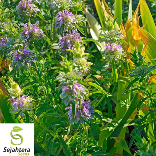 250+ Lemon Mint Seeds - Lemon Bee Balm - Heirloom, Organic, Non-GMO, Fresh, 250+ Seeds