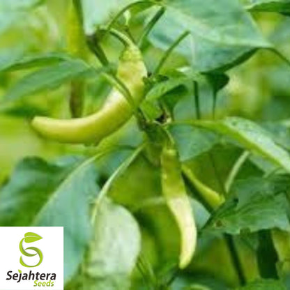 25 Greek Pepperoncini Sweet Pepper Seeds - Non-GMO, Mild & Flavorful Variety