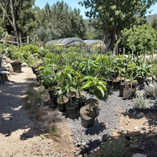 Florigon Mango Tree – Mangifera indica Grafted Live Tree | 3–4 Ft Tall | 3-Gallon Pot  Early Season Variety | Sweet Classic Flavor | Florida Favorite